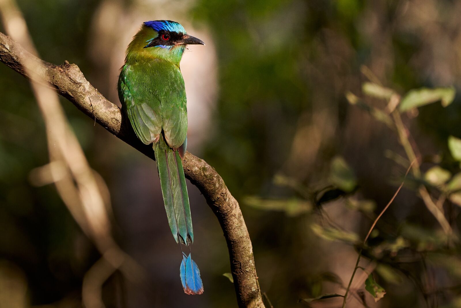Sony a7R III sample photo. Bird, beak, feathers photography
