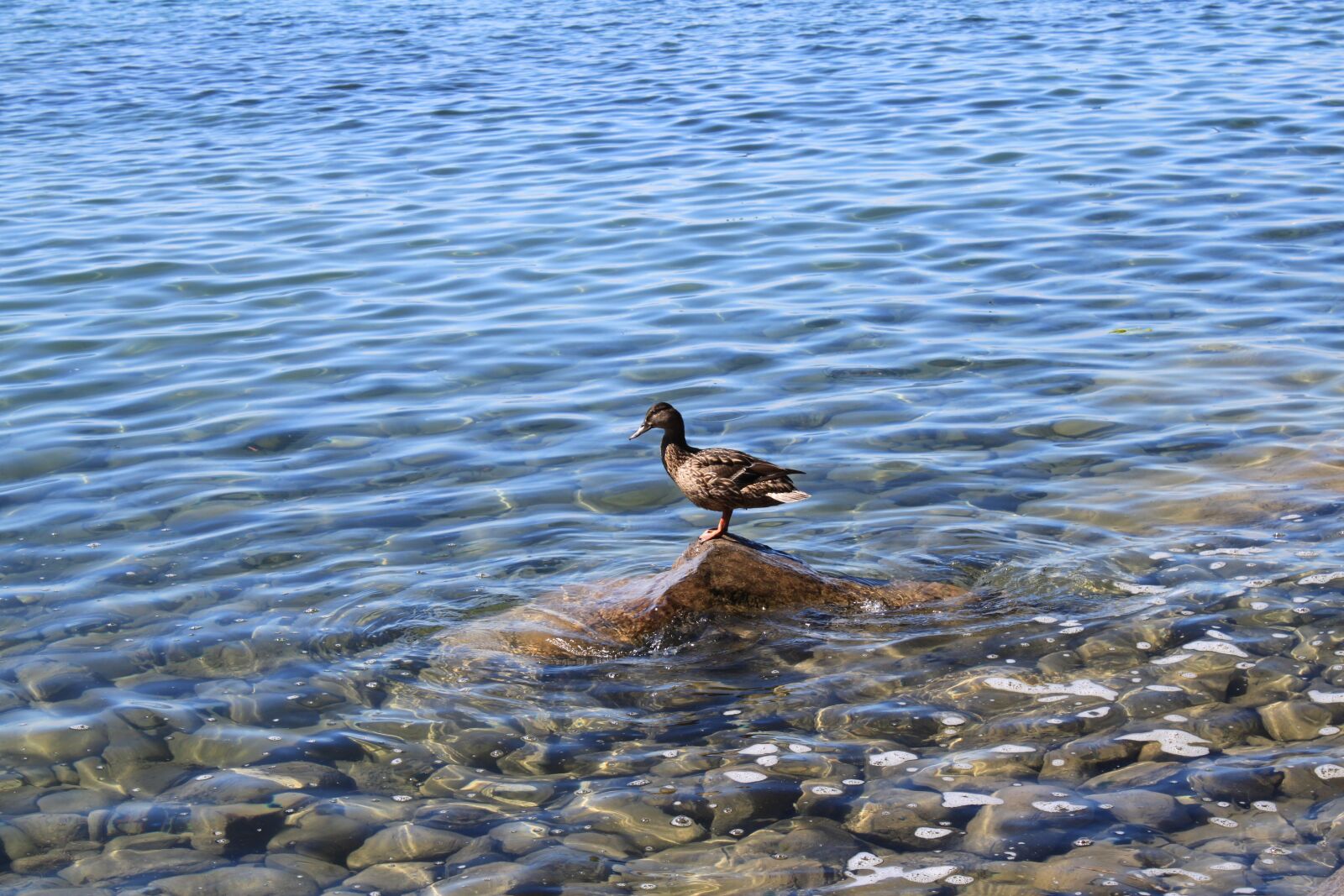 Canon EOS 500D (EOS Rebel T1i / EOS Kiss X3) sample photo. Duck, lake, water photography