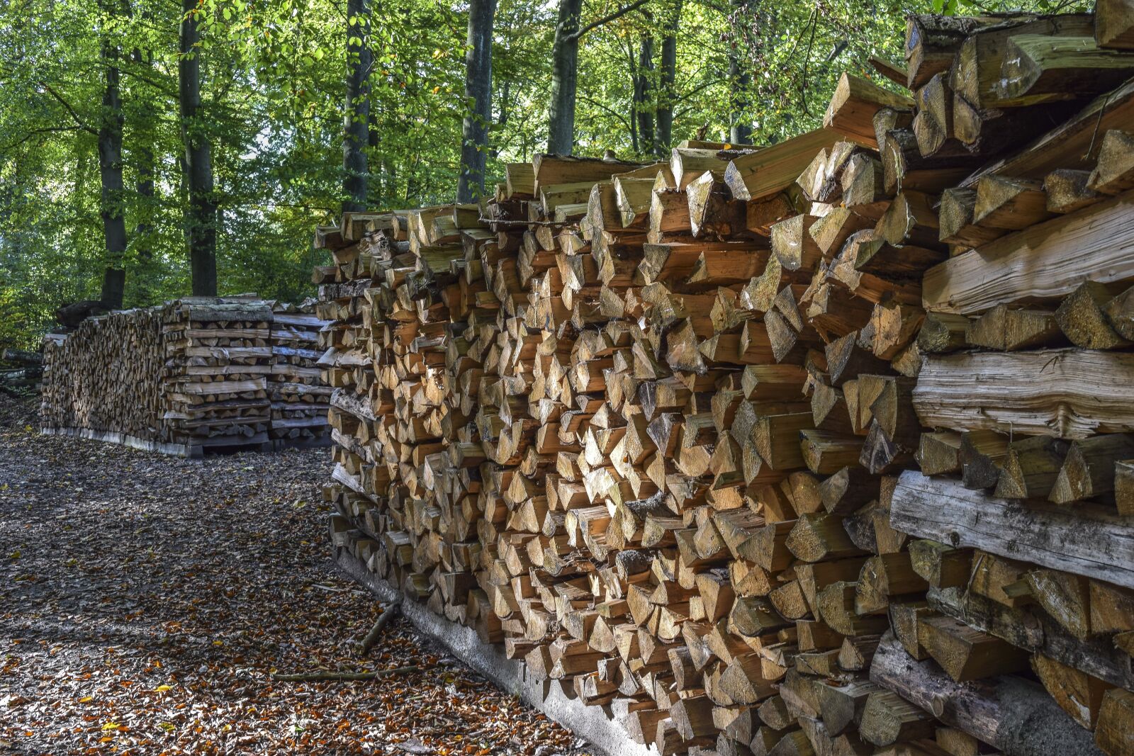 Nikon D3300 sample photo. Forest, wood, nature photography