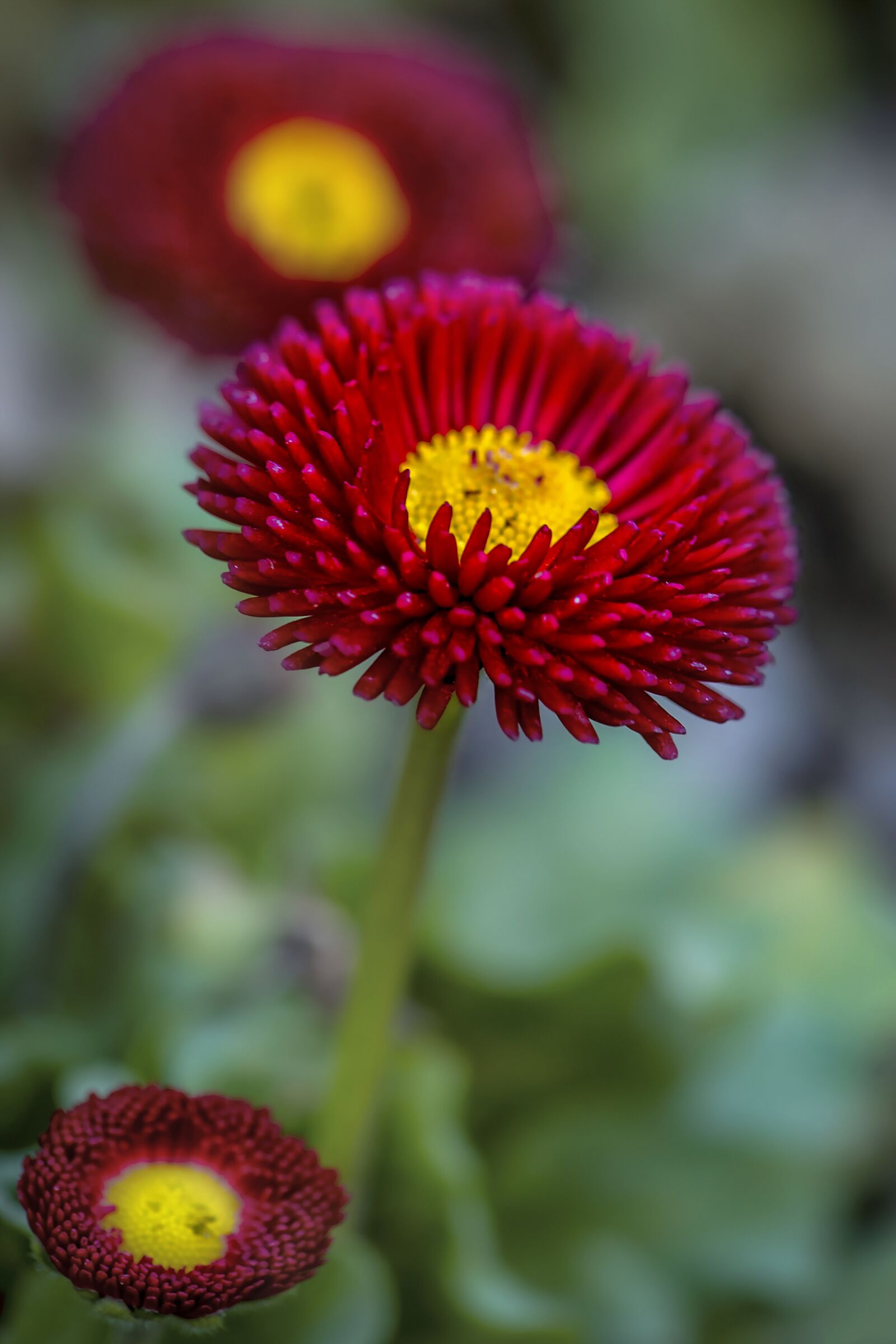 Nikon D3S sample photo. Flower, daisy, plant photography