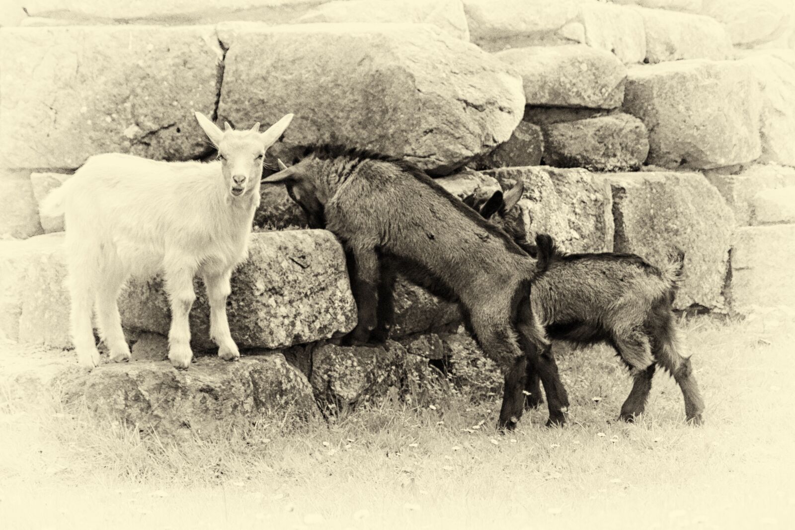 Canon EOS 600D (Rebel EOS T3i / EOS Kiss X5) sample photo. Mountain goats, black and photography