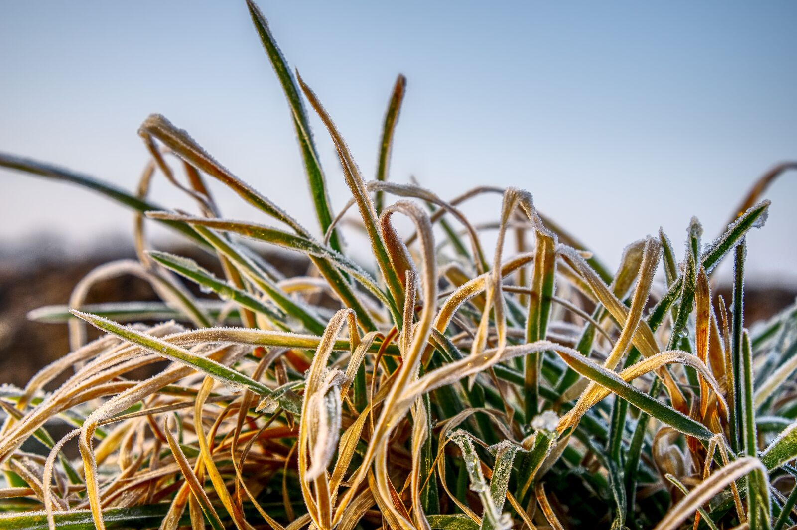 Sony a6000 sample photo. Grass, frozen, cold photography