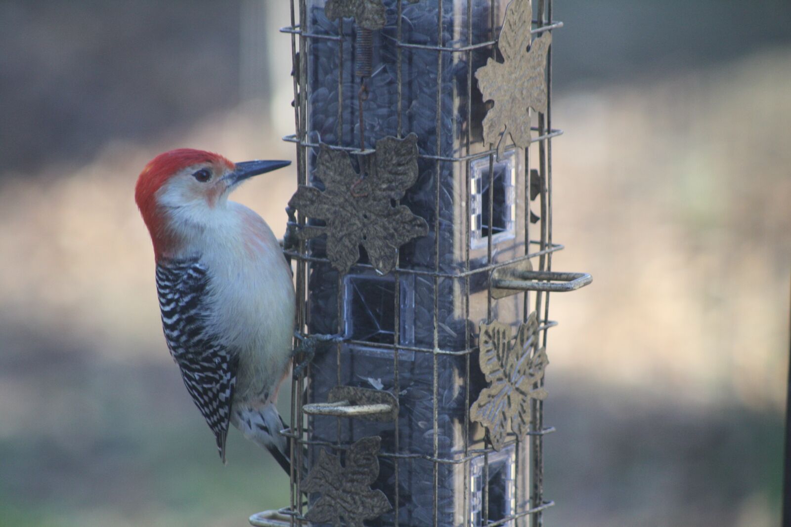Canon EOS 1000D (EOS Digital Rebel XS / EOS Kiss F) sample photo. Bird, bird feeder, woodpecker photography