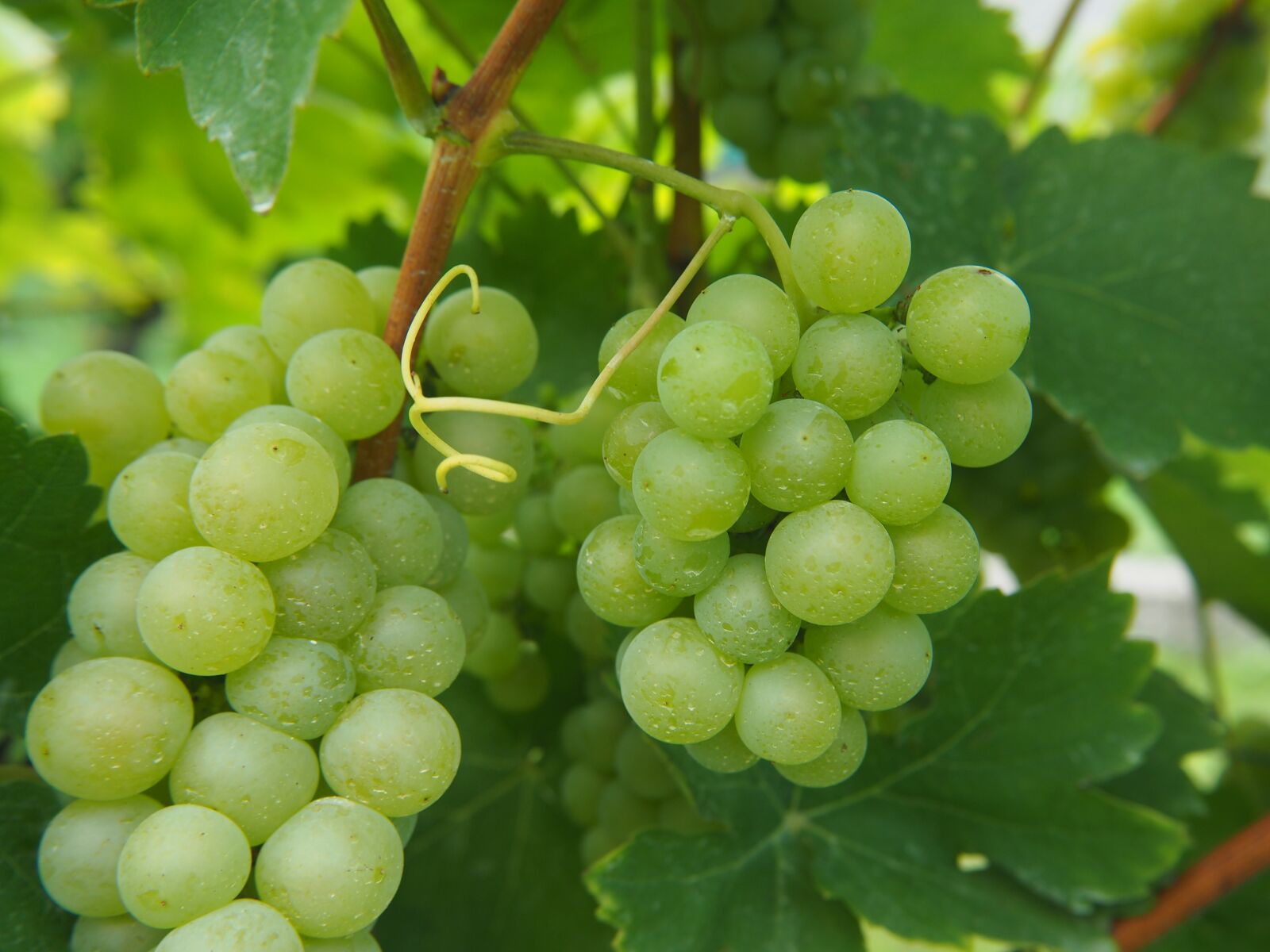 Olympus OM-D E-M10 sample photo. Grapes, grape, vine photography