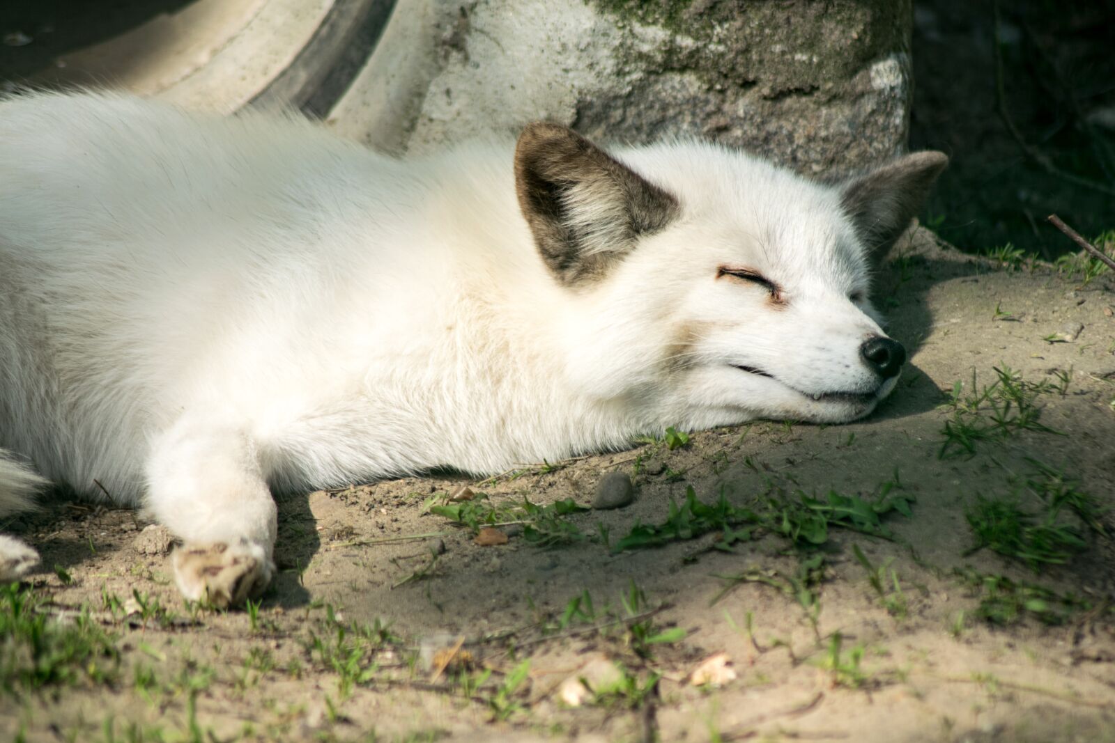 Nikon D3300 sample photo. Mammal, animal, nature photography
