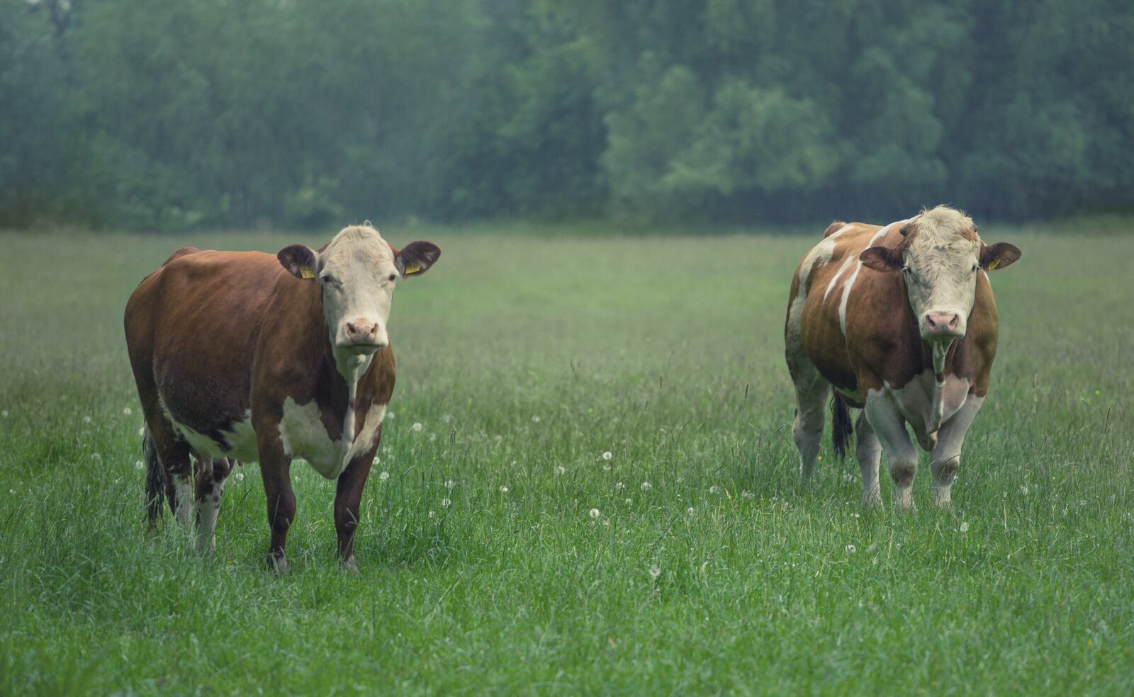 Sony a7 + Sony DT 50mm F1.8 SAM sample photo. Cattle, bull, cow photography