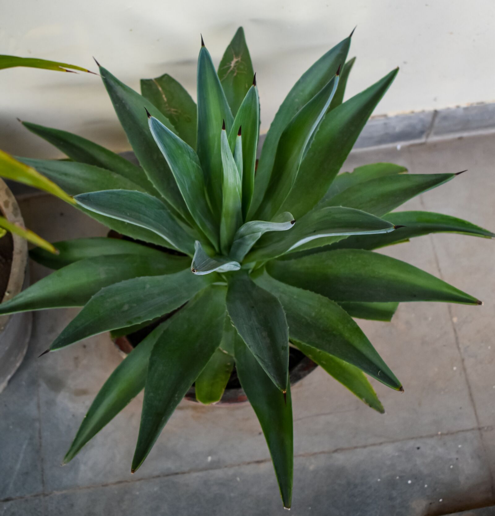 Nikon D3500 sample photo. Green, plant, leaf photography