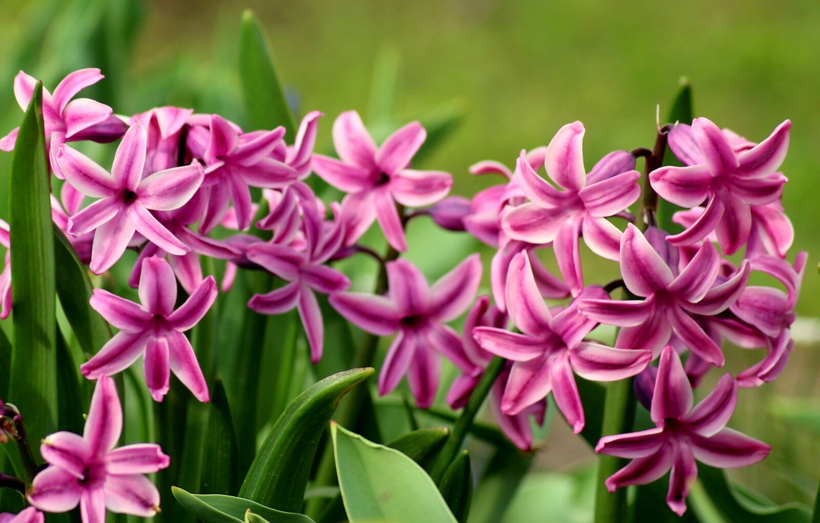 Canon EOS 1200D (EOS Rebel T5 / EOS Kiss X70 / EOS Hi) sample photo. Hyacinths, spring flowers, hyacinth photography