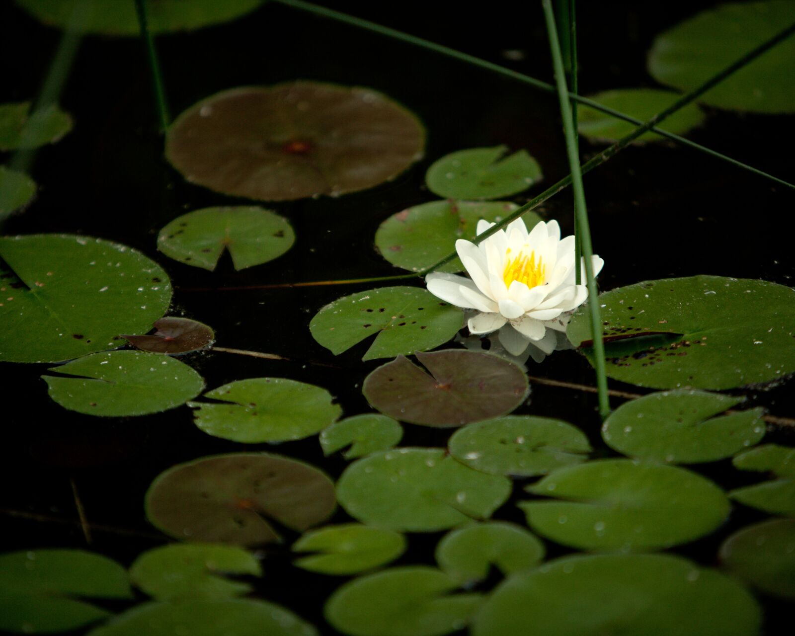 Canon EOS 5D Mark II sample photo. Water, lilly, pond photography