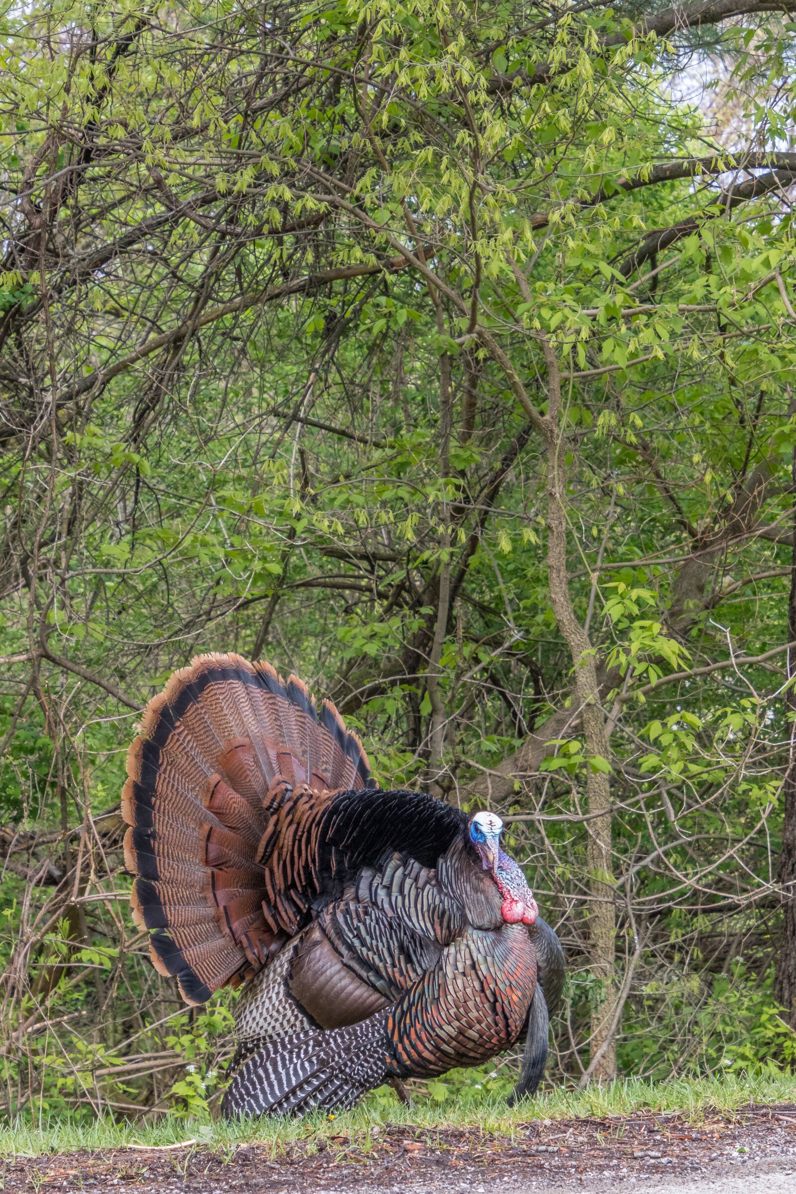 Canon EOS 7D Mark II sample photo. Turkey, tom, bird photography