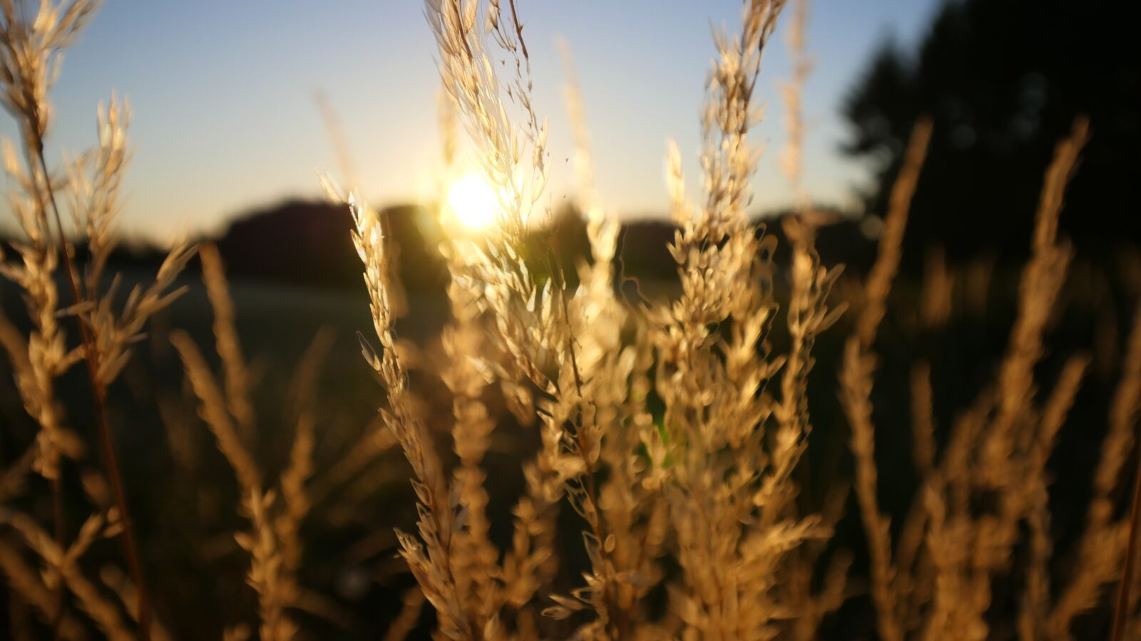 Panasonic Lumix DMC-GH4 sample photo. Wheat, sunset, beautiful photography