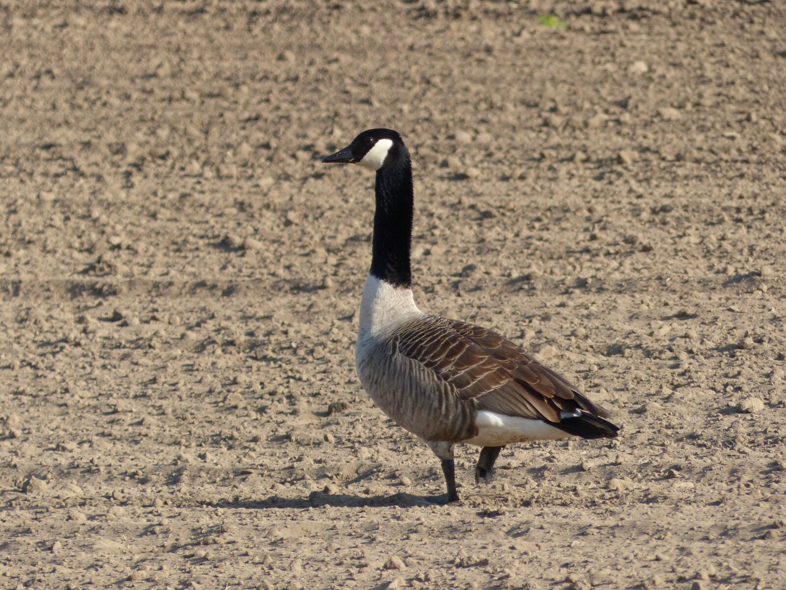 Panasonic Lumix DMC-FZ200 sample photo. Goose, canada goose, bird photography