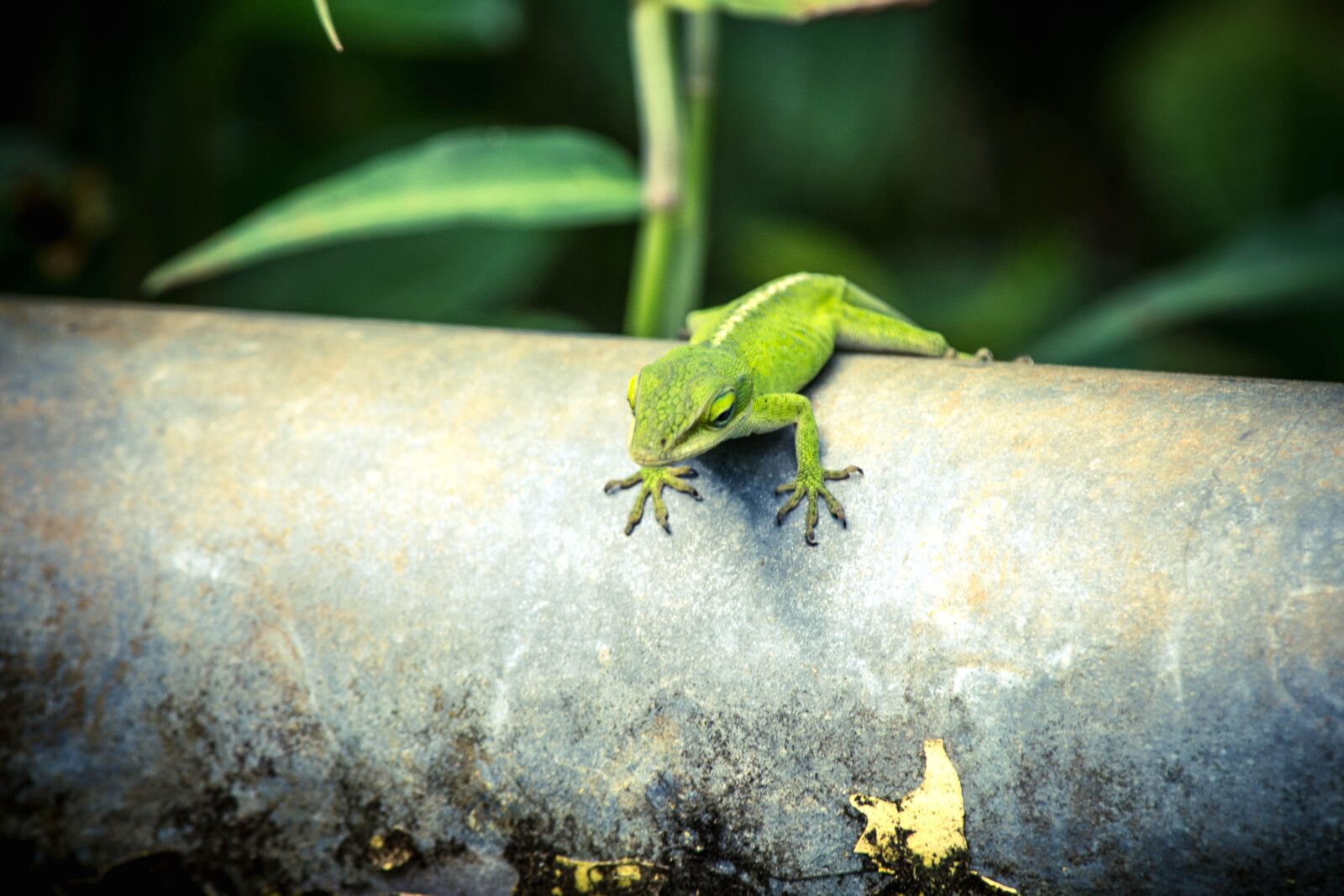 Nikon D5200 sample photo. Lizard, gree, nature, reptile photography