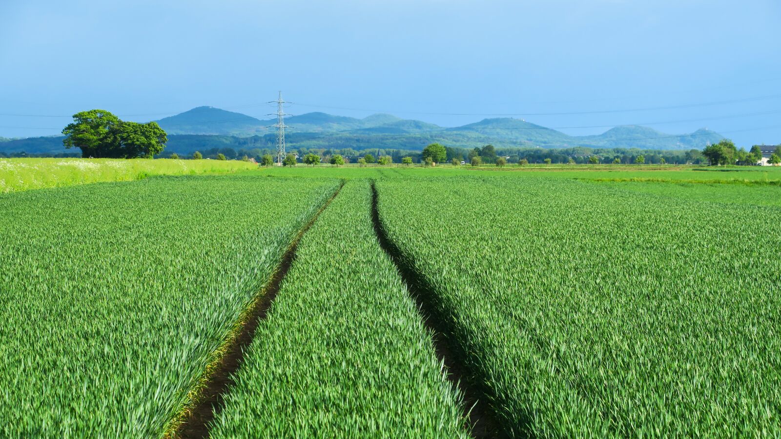 Canon PowerShot G3 X sample photo. Field, agriculture, trace photography