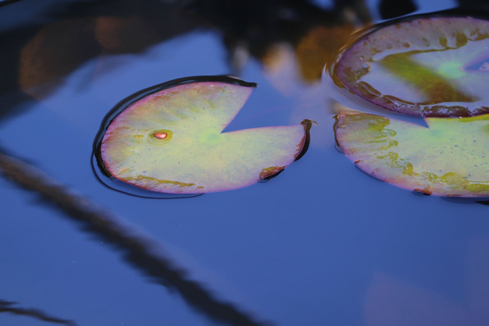 Canon EOS 200D (EOS Rebel SL2 / EOS Kiss X9) sample photo. Leaves, nuphar lutea, water photography