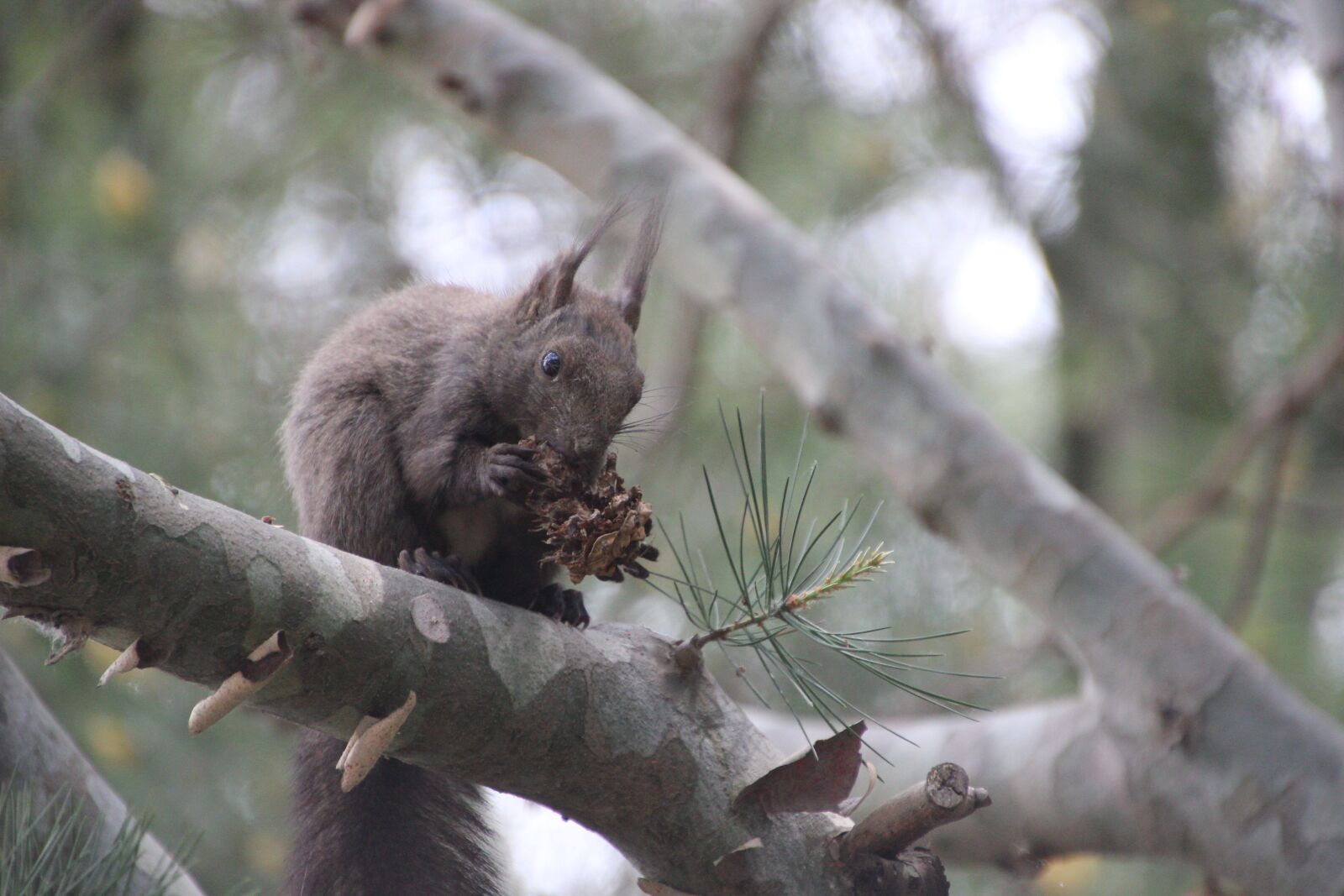 Canon EOS 600D (Rebel EOS T3i / EOS Kiss X5) sample photo. Squirrel, animal, rodent photography