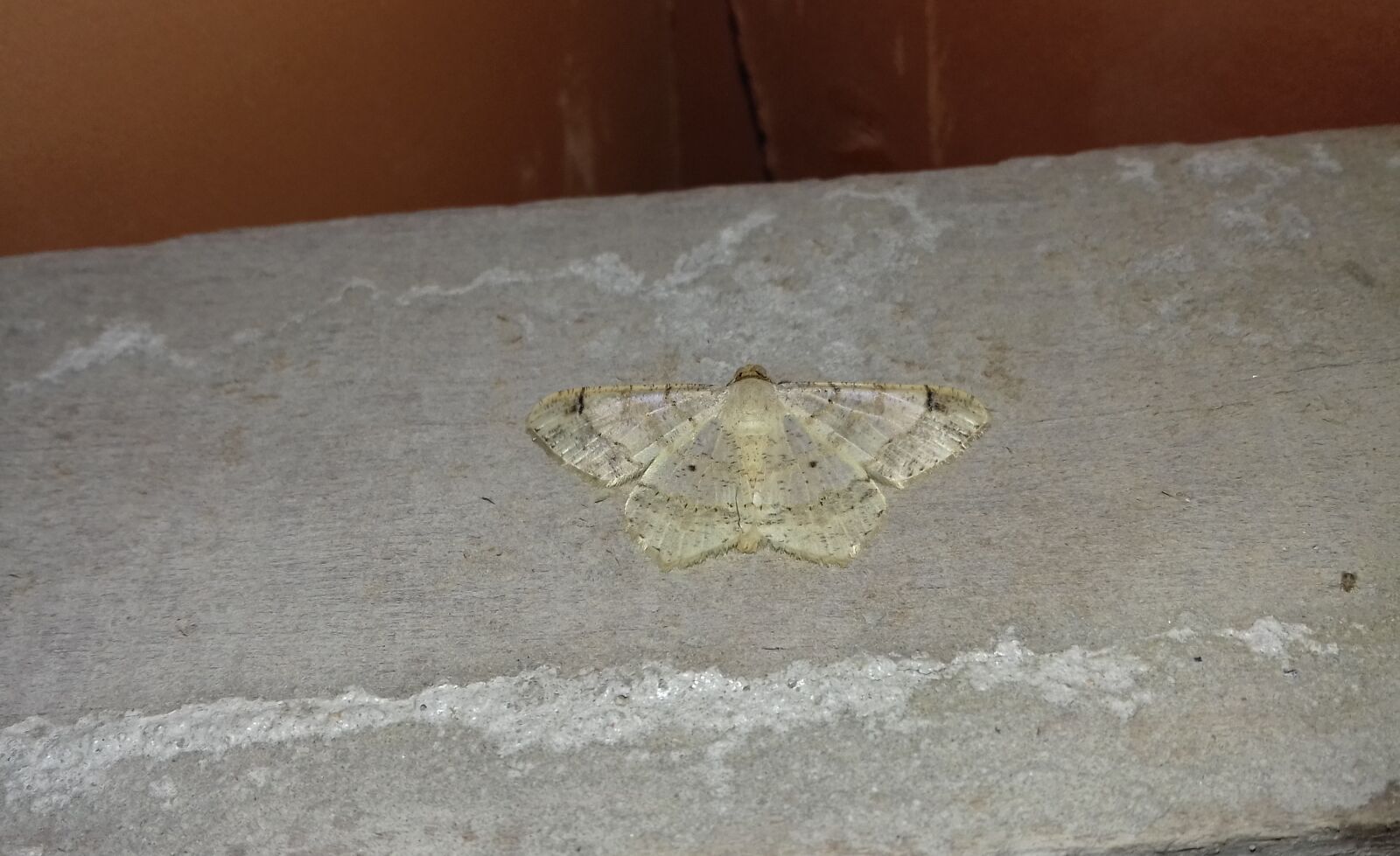 Samsung Galaxy J3(2016) sample photo. Mariposa, butterfly, lepidopteran photography