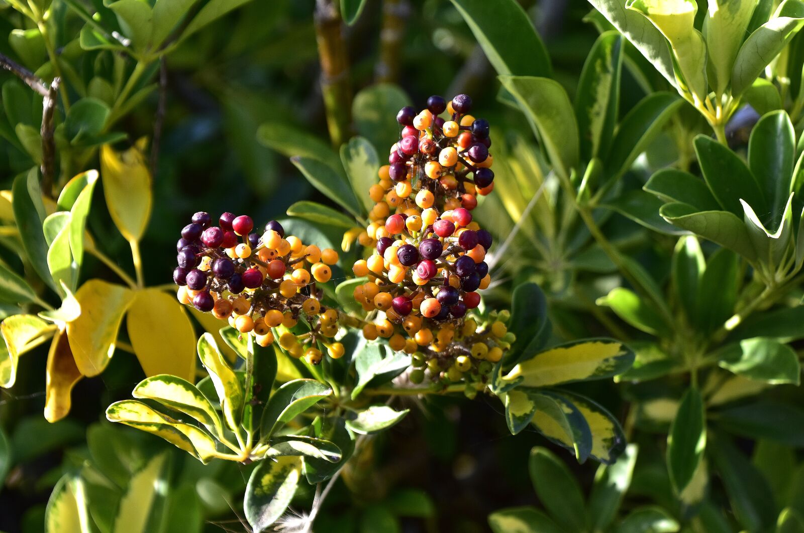 Nikon D7200 sample photo. Flowers, garden, nature photography