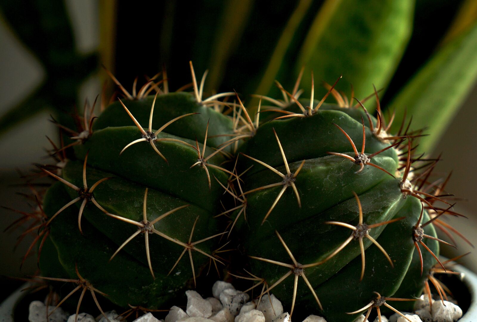 Sony Alpha NEX-F3 + Sony E 18-55mm F3.5-5.6 OSS sample photo. Cactus, spiky, natural photography