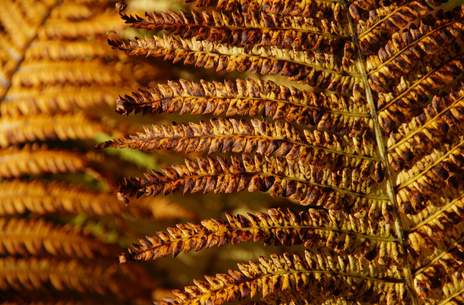 Sony SLT-A57 sample photo. Fern, autumn, brown photography