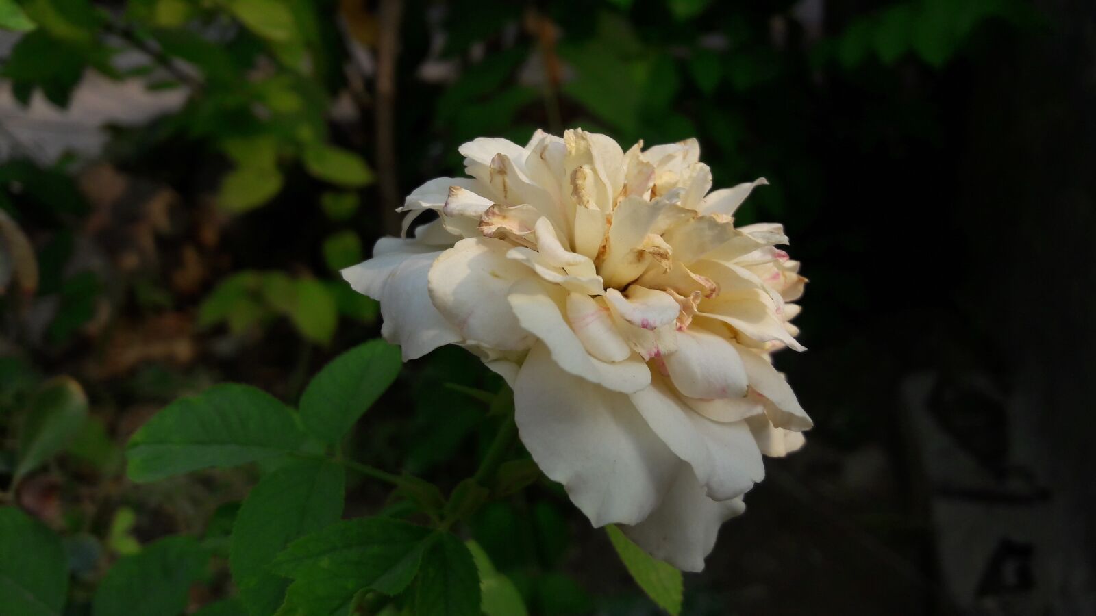 Samsung Galaxy J7 sample photo. White rose, flower, garden photography