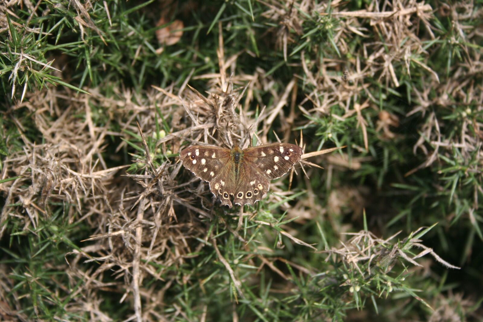 Canon EOS 350D (EOS Digital Rebel XT / EOS Kiss Digital N) sample photo. Butterfly, brown, insect photography