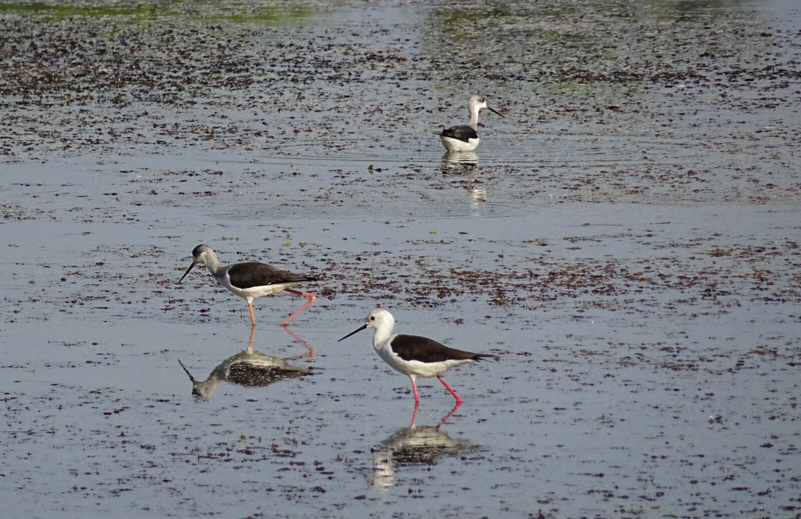 Sony DSC-HX60V sample photo. Bird, black-winged stilt, common photography