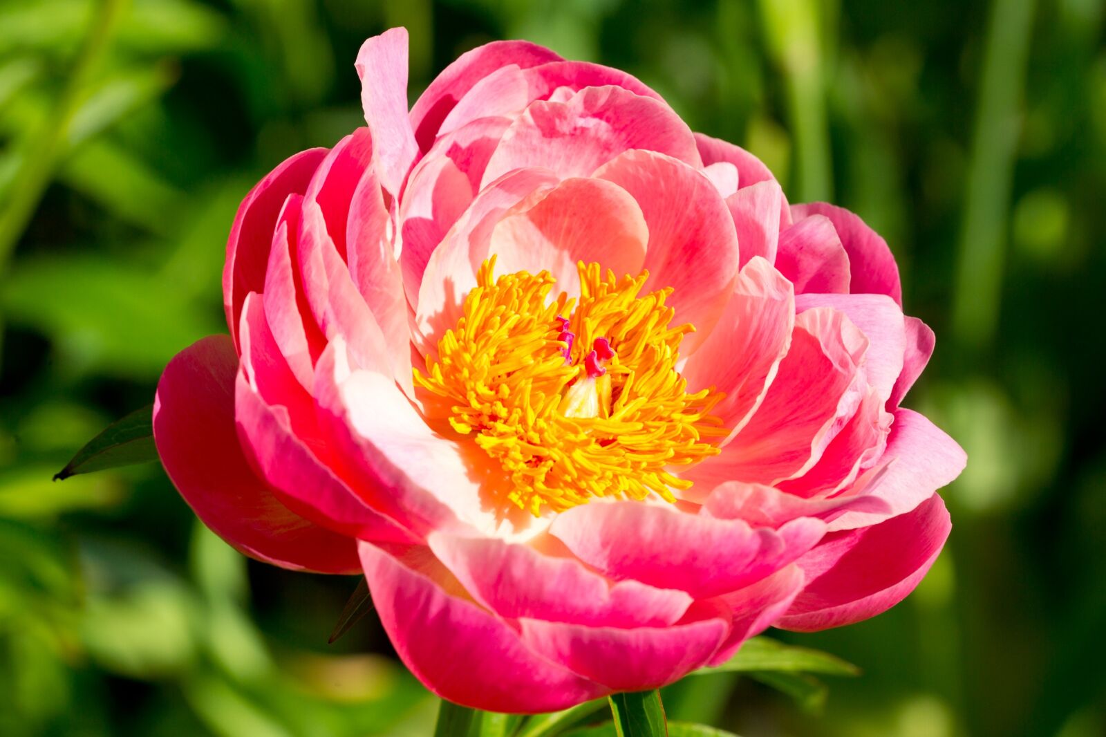 Canon EOS 5D Mark III sample photo. Peony, bloom pink, shrub photography