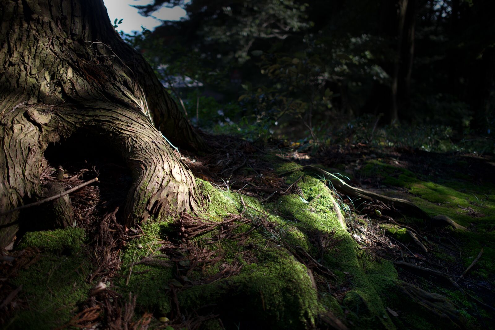 Nikon AF-S Nikkor 28mm F1.8G sample photo. Natural, tree, mood photography