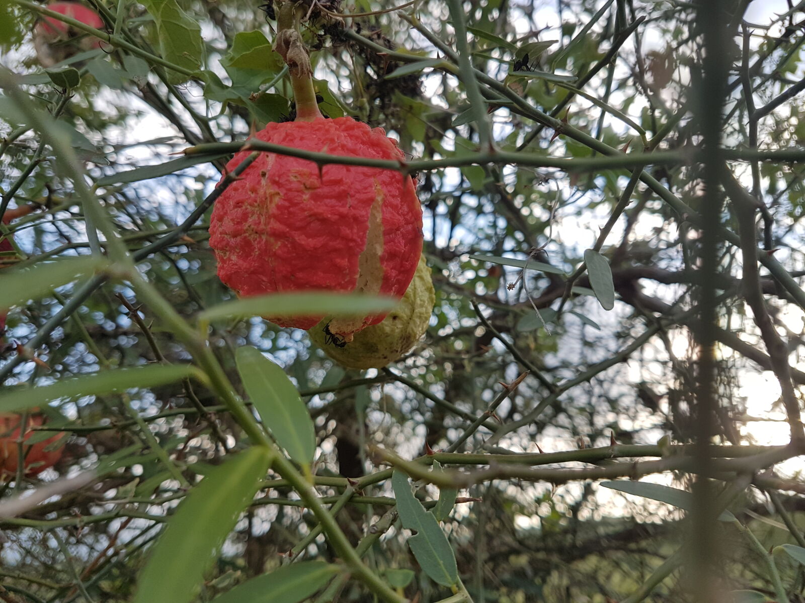 Samsung Galaxy S7 Edge sample photo. Red, fruits, samsung, galaxy photography