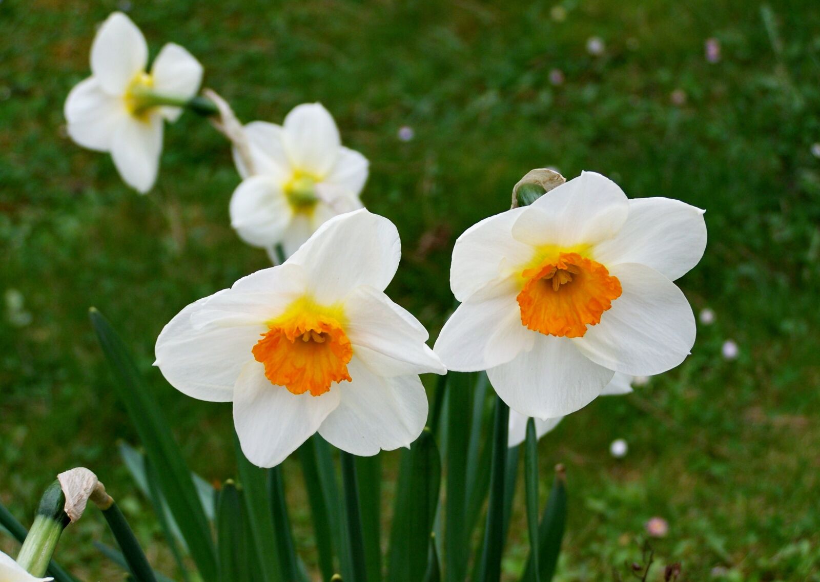 Kodak EASYSHARE ZD710 ZOOM DIGITAL CAMERA sample photo. Daffodil, spring flower, garden photography
