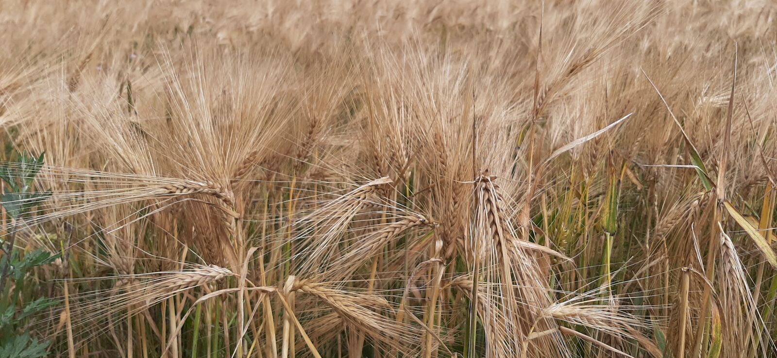 Samsung Galaxy A50 sample photo. Cereal, rye, gold photography