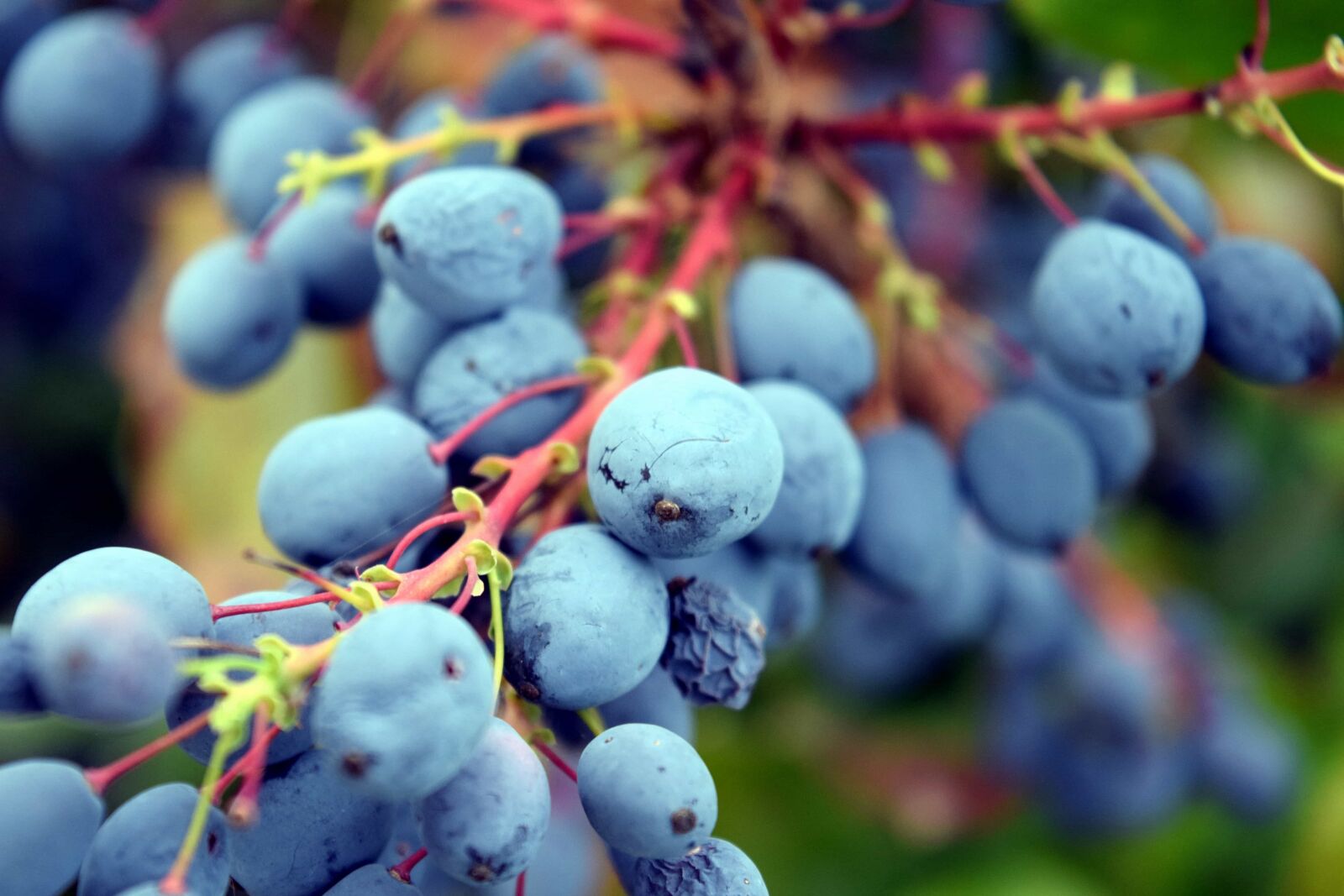 Nikon D3300 sample photo. Nature, fruit, summer, plant photography