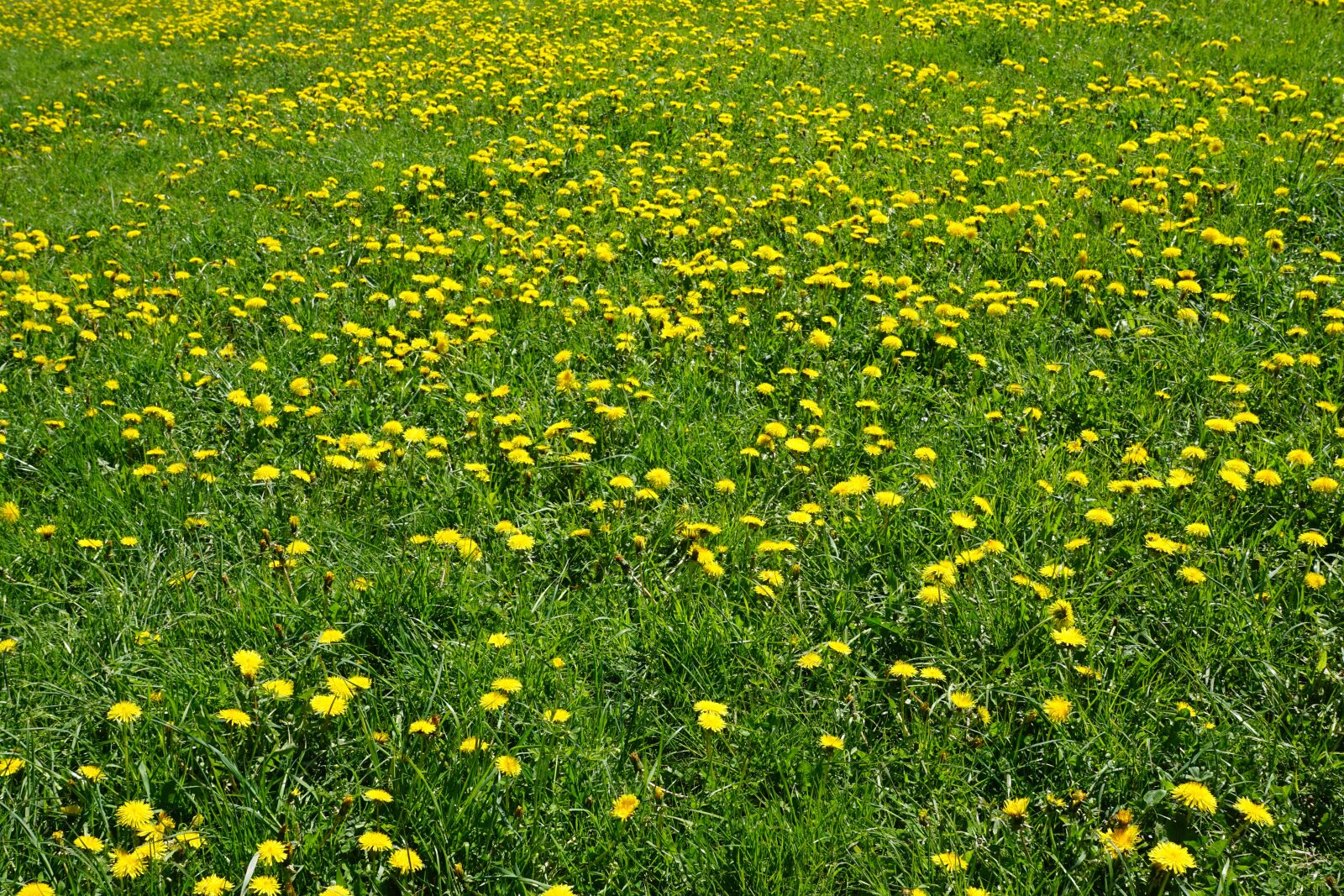 Sony DT 16-50mm F2.8 SSM sample photo. Meadow, yellow, green photography