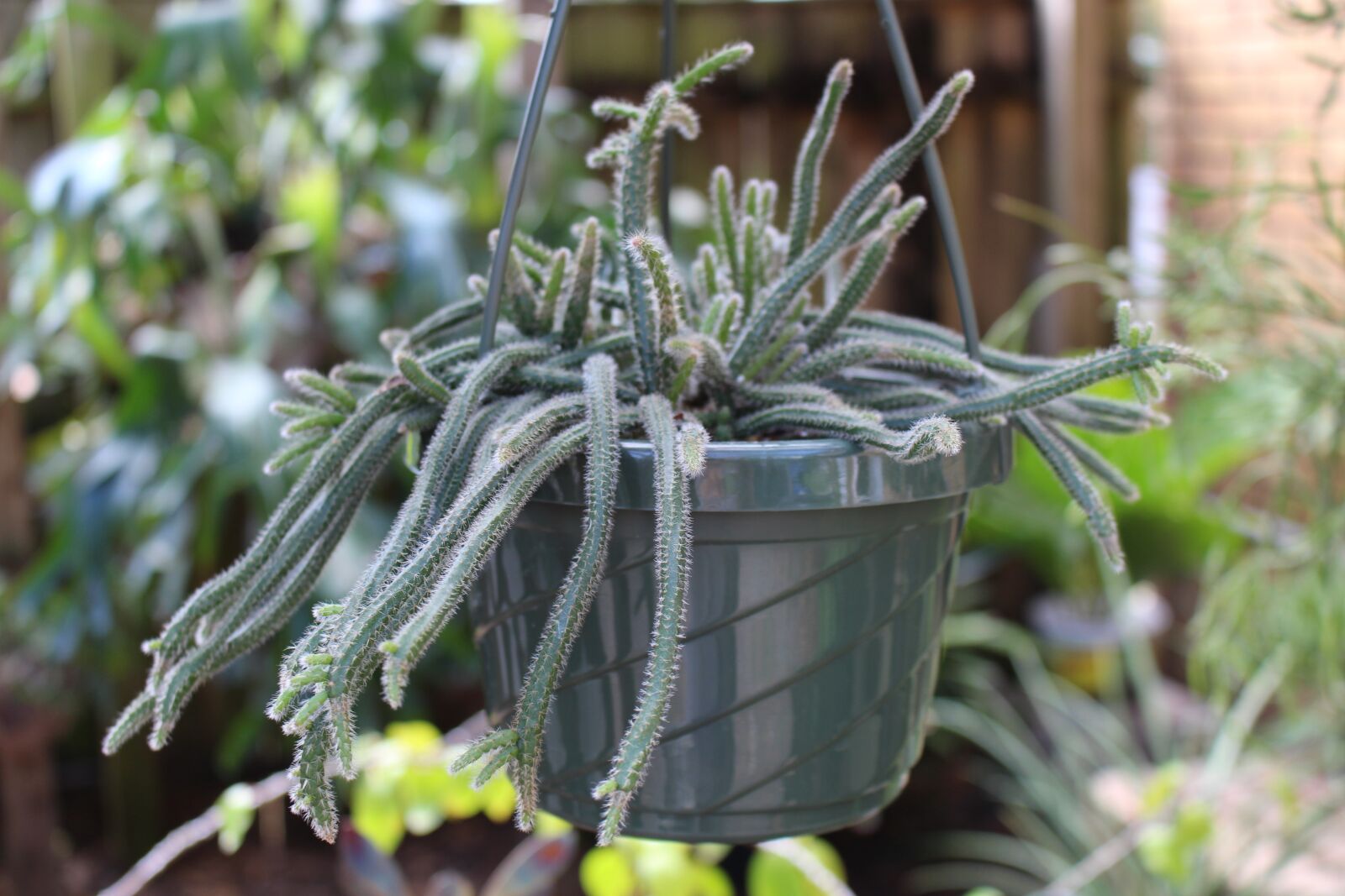 Canon EOS 700D (EOS Rebel T5i / EOS Kiss X7i) sample photo. Flora, nature, garden photography