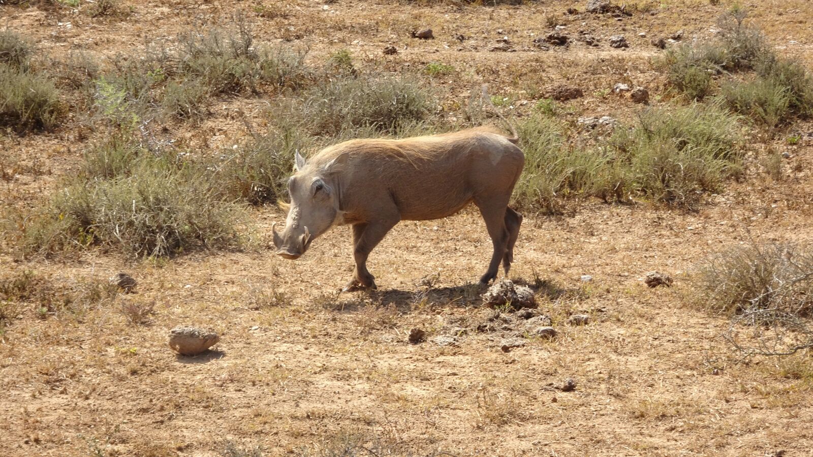 Sony Cyber-shot DSC-HX90V sample photo. Warthog, mammal, fauna photography