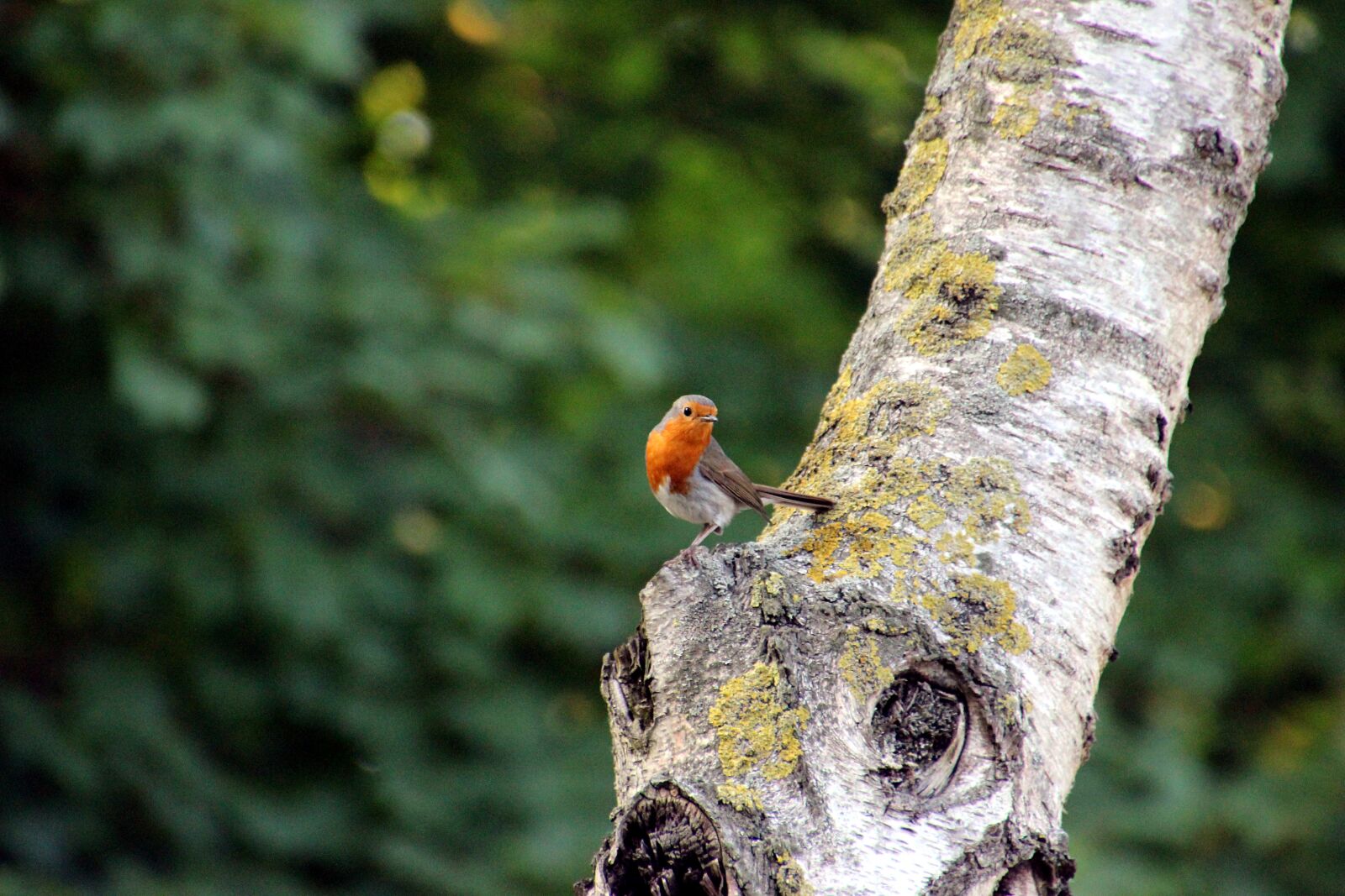 Canon EOS 600D (Rebel EOS T3i / EOS Kiss X5) sample photo. Bird, robin, small photography