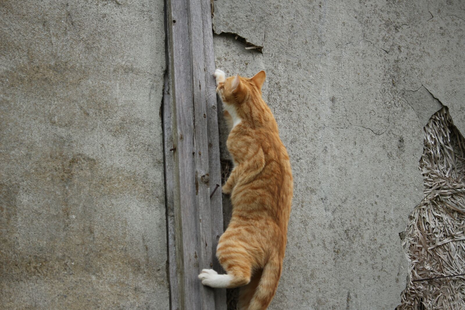 Canon EOS 100D (EOS Rebel SL1 / EOS Kiss X7) sample photo. Cat, kitten, aviary photography