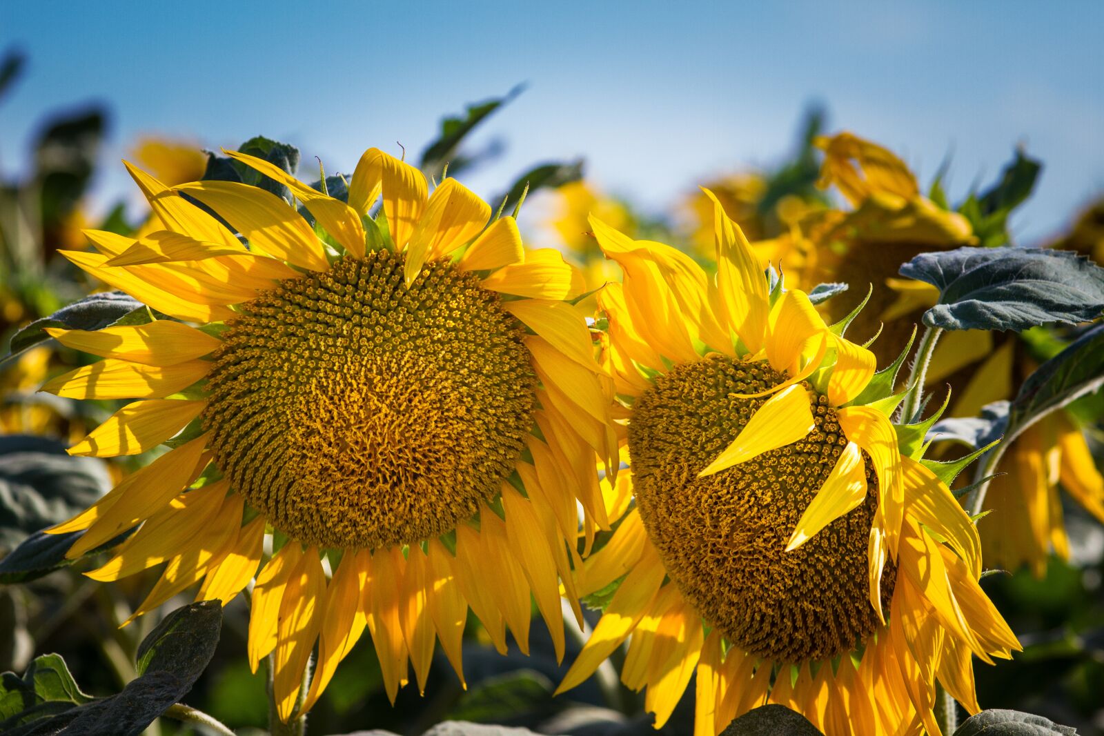 Canon EOS 7D sample photo. Tournesols, agriculture, fleur photography