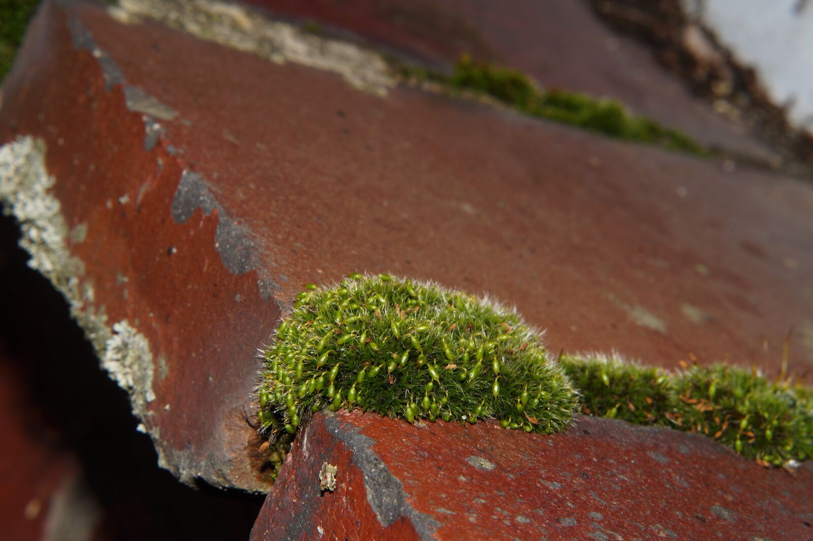 Sony SLT-A58 sample photo. Wall stone, window sill photography