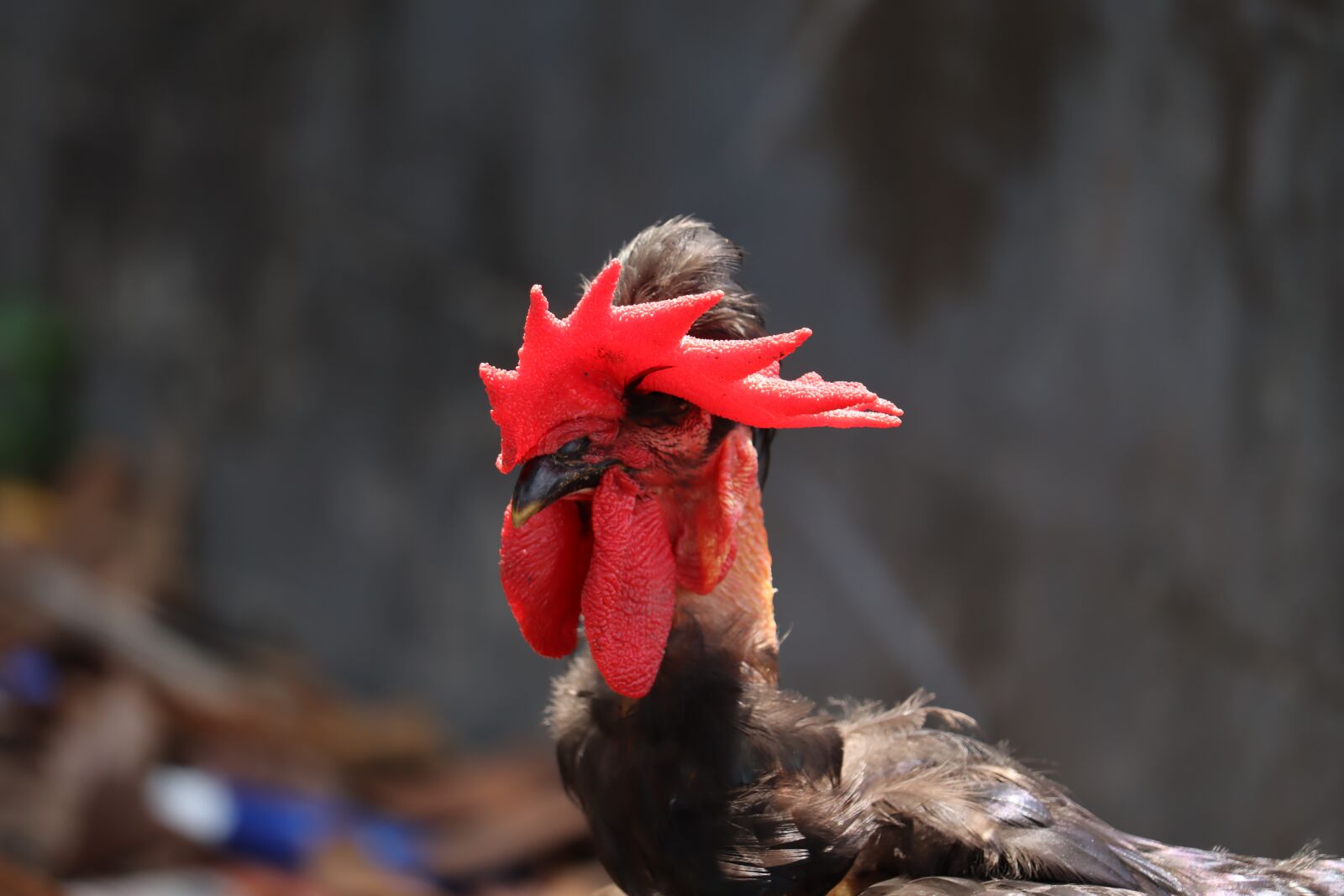 Canon EOS 250D (EOS Rebel SL3 / EOS Kiss X10 / EOS 200D II) sample photo. Kerala, hen, head photography