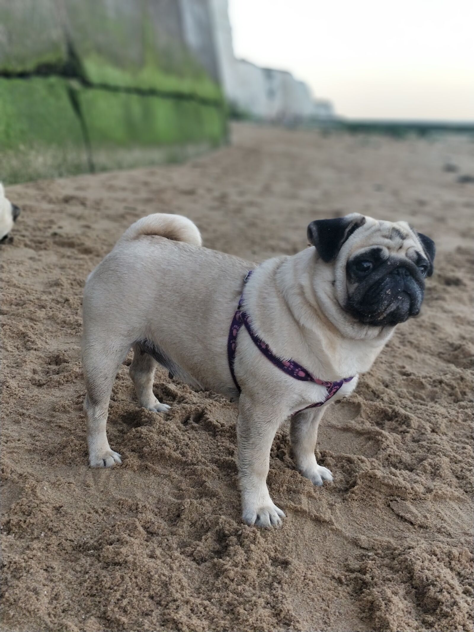 OnePlus 5 sample photo. Pug, pugs, dog photography