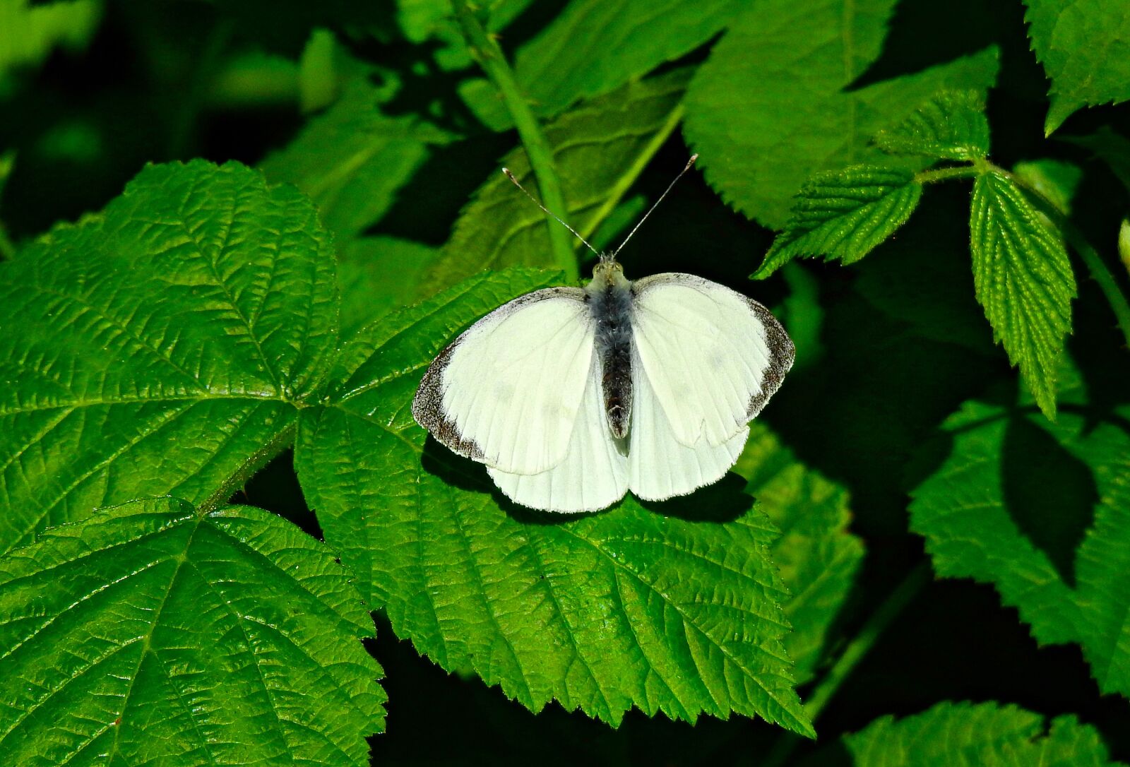 Nikon Coolpix P900 sample photo. Cabbage white, butterfly, insect photography