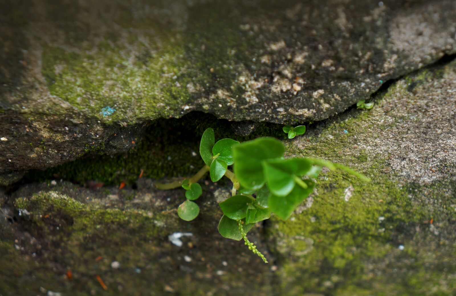 Sony Alpha NEX-F3 + Sony E 18-55mm F3.5-5.6 OSS sample photo. Tubers, moss, life photography