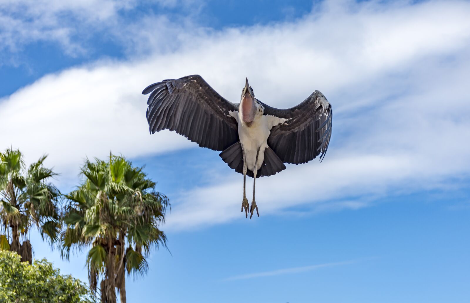 Nikon D7200 sample photo. Bird, raptor, animal photography