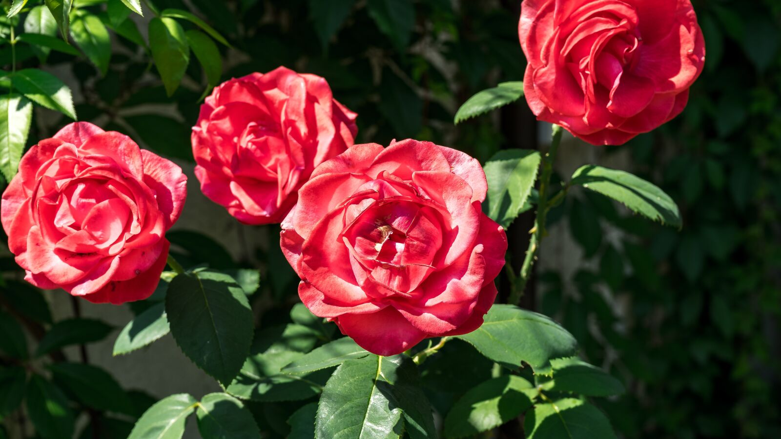 Sony a7 II + Sony FE 28-70mm F3.5-5.6 OSS sample photo. Rose, red, red rose photography