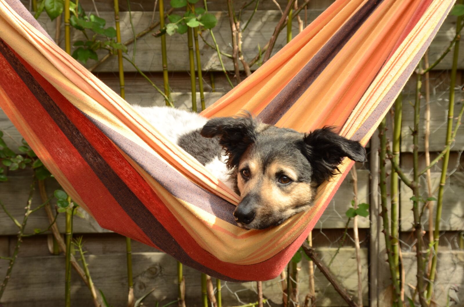Nikon D7000 sample photo. Dog, stabij, frieze photography