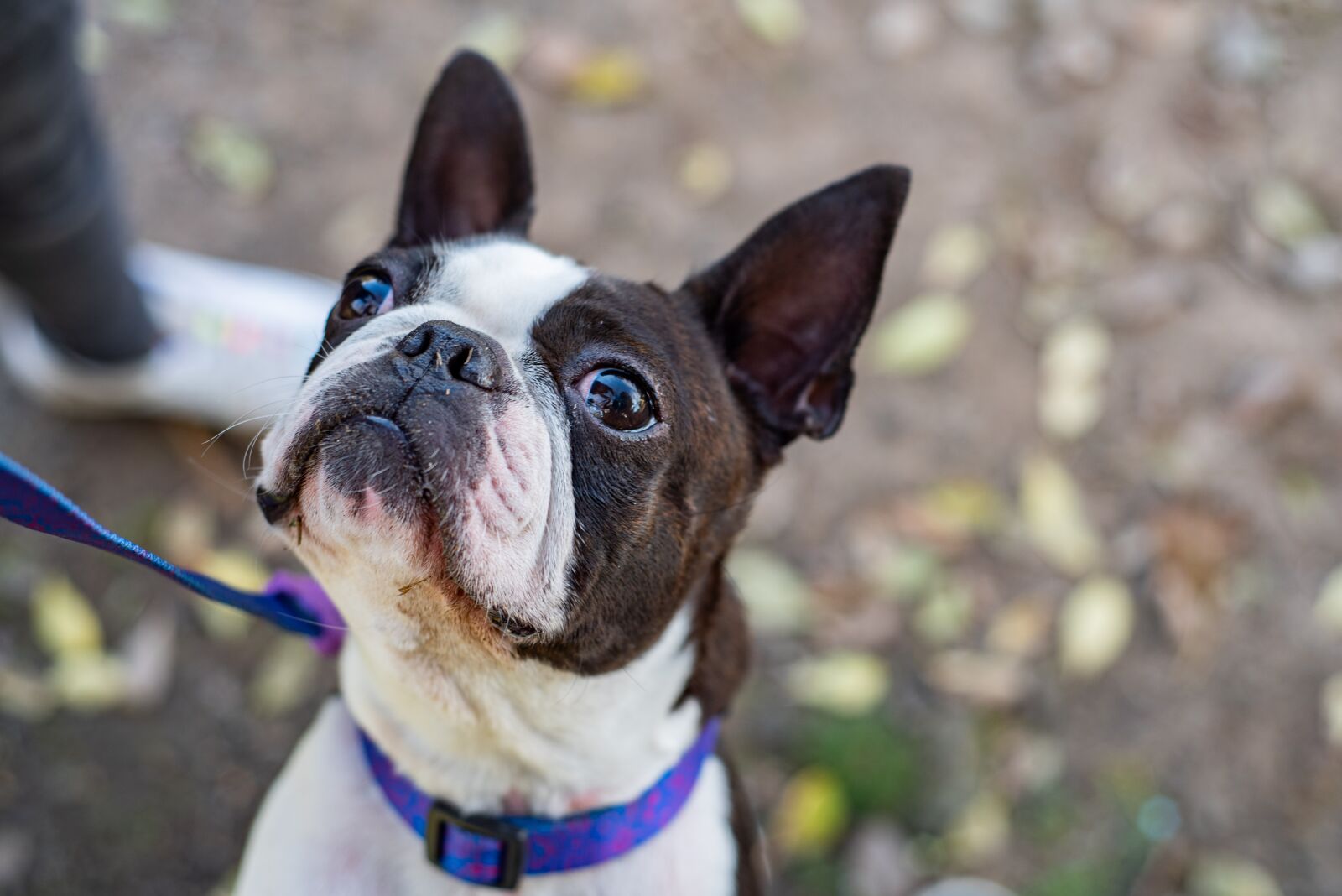 Nikon D750 sample photo. Pet, dog, funny photography