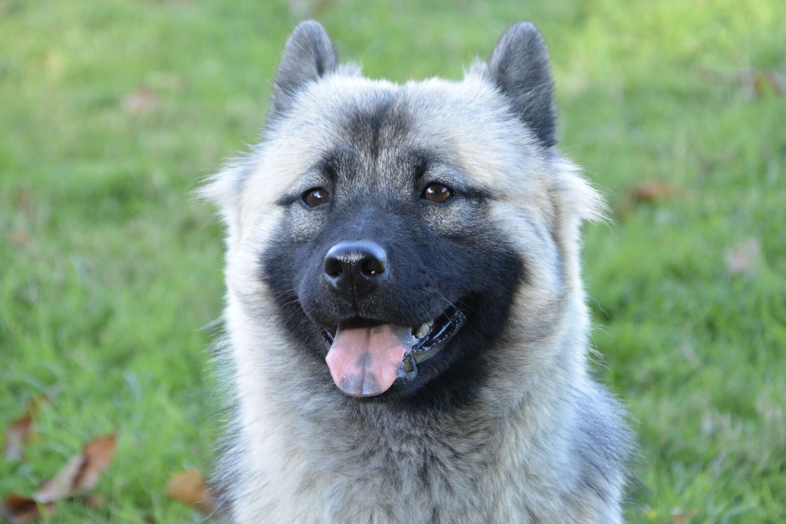 Nikon D5200 sample photo. Dog, dog eurasier bitch photography
