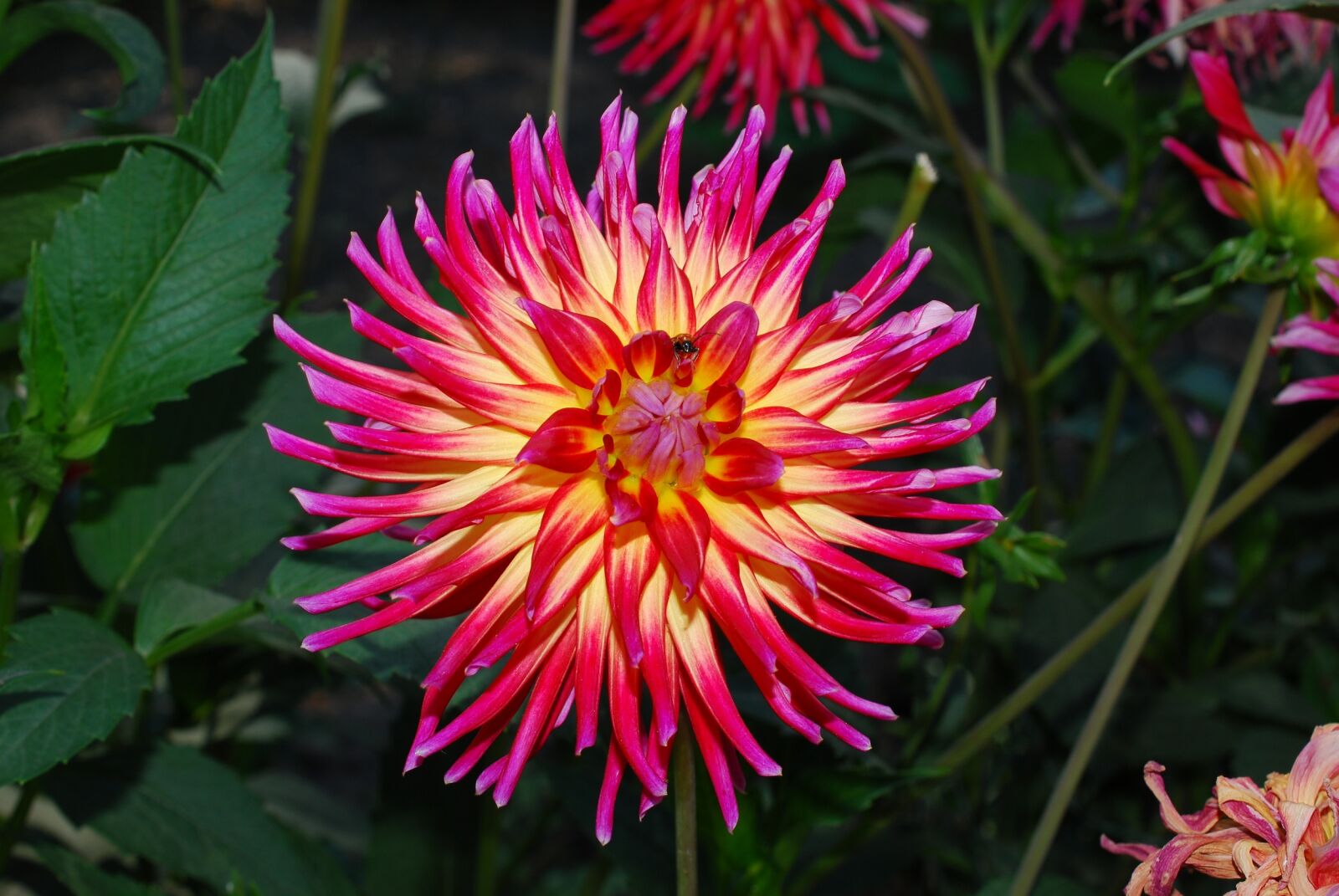 Nikon D60 sample photo. Flower, dhalia, garden photography